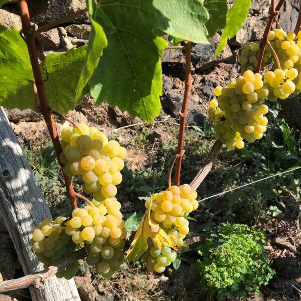 Besenwirtschaft Jägerhof im Paradies