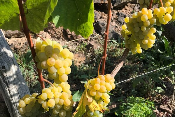 Besenwirtschaft Jägerhof im Paradies