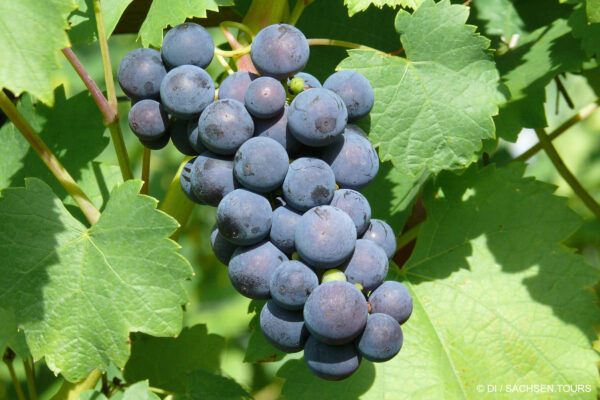 Geführte Weinwanderung mit dem Winzer